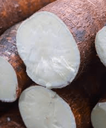 Cassava