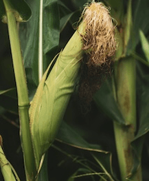 Maize