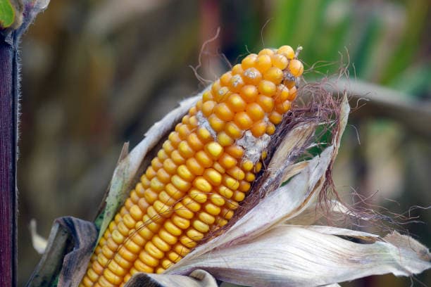 Maize