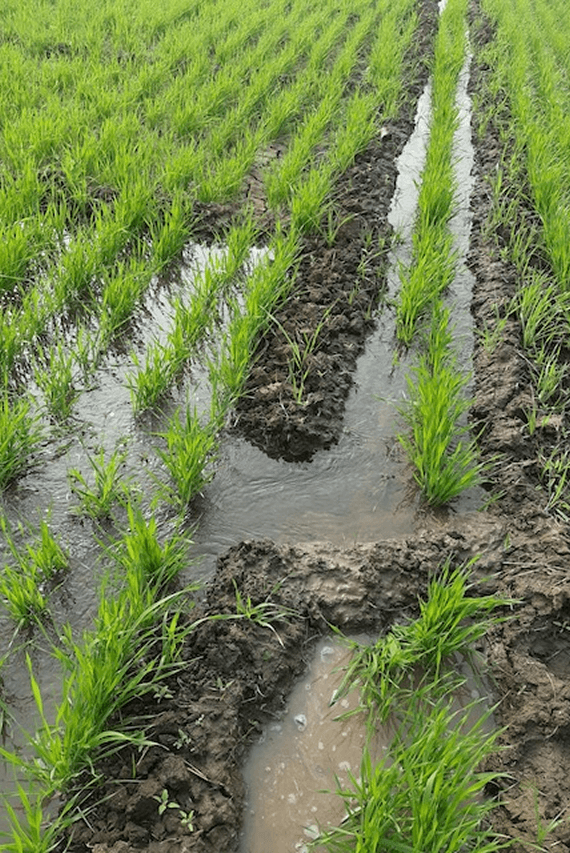 IRRIGATION & CARE